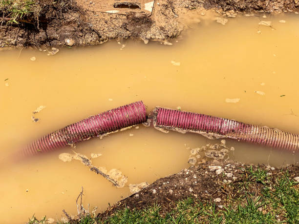 Best Carpet water damage restoration  in Norway, MI